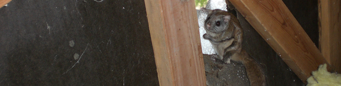 Flying Squirrels in the Attic