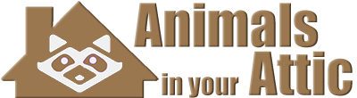 Animals in the Attic Home