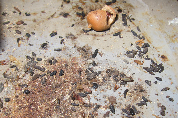 Mouse Feces In The Attic How To Identify And Clean Droppings Poop Of
