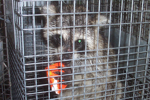 carman's raccoon trapping bait