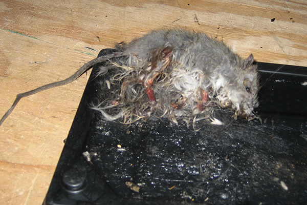 How Effective Are Glue Traps for Keeping Mice Out of Your Laurel