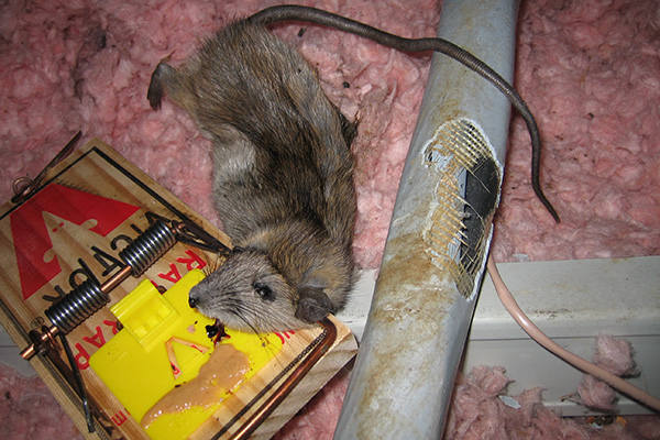 best way to bait a mouse trap