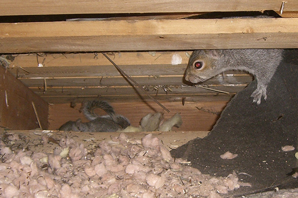 Squirrel Nest In Attic Nest Of Baby Squirrels Squirrels Traps