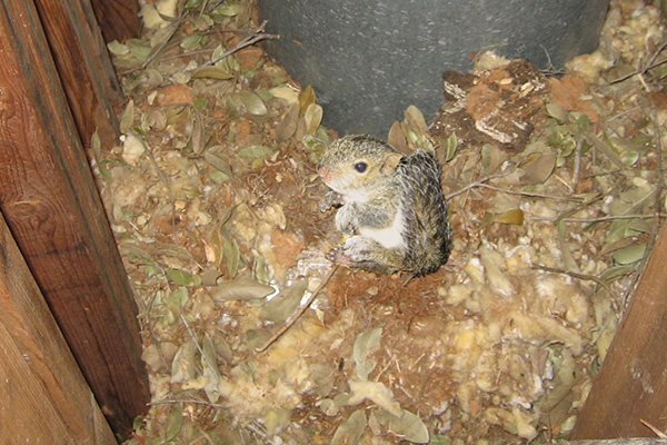 Squirrel Nest in Attic  Nest of Baby Squirrels