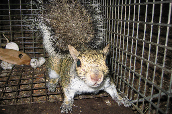 best squirrel trap
